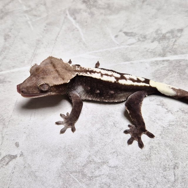 Axanthic