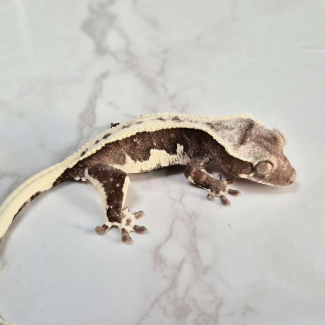 Lilly Axanthic