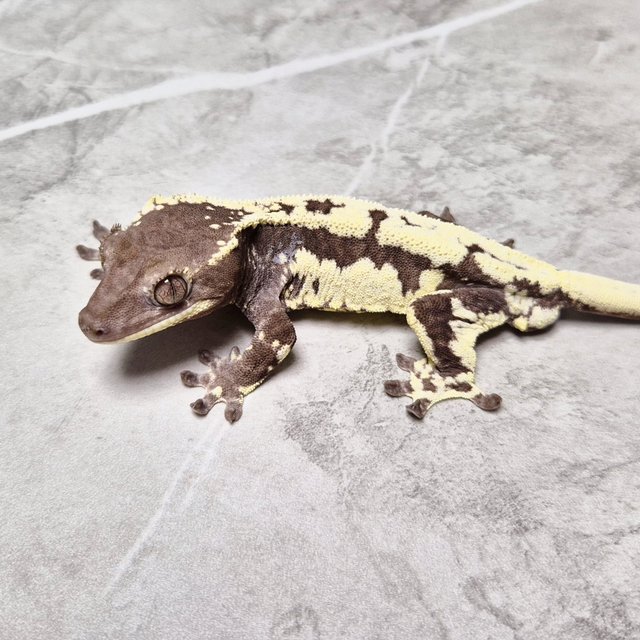 Frappuccino Lilly Axanthic Axanthic