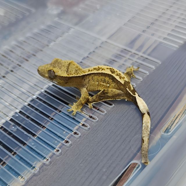 Het Axanthic