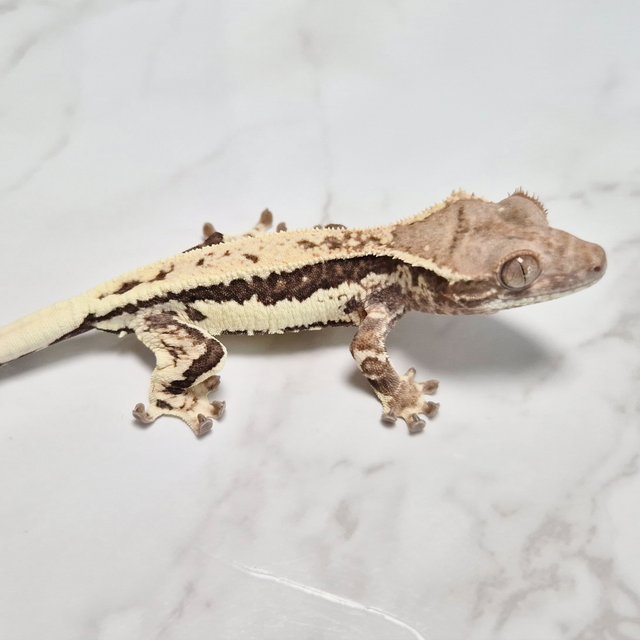Het Axanthic Frappuccino