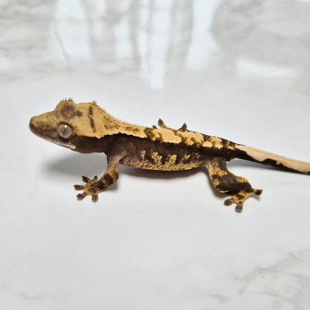 Het Axanthic