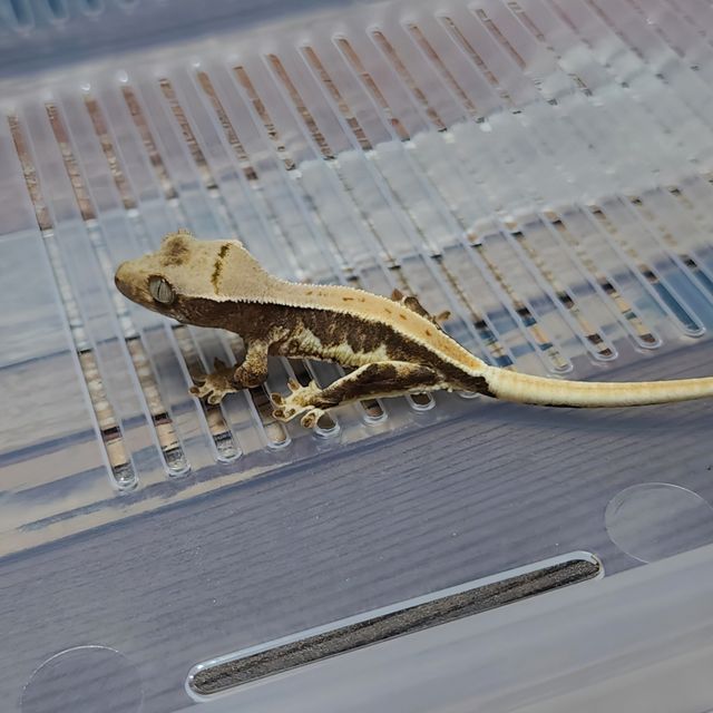 Lilly Het Axanthic