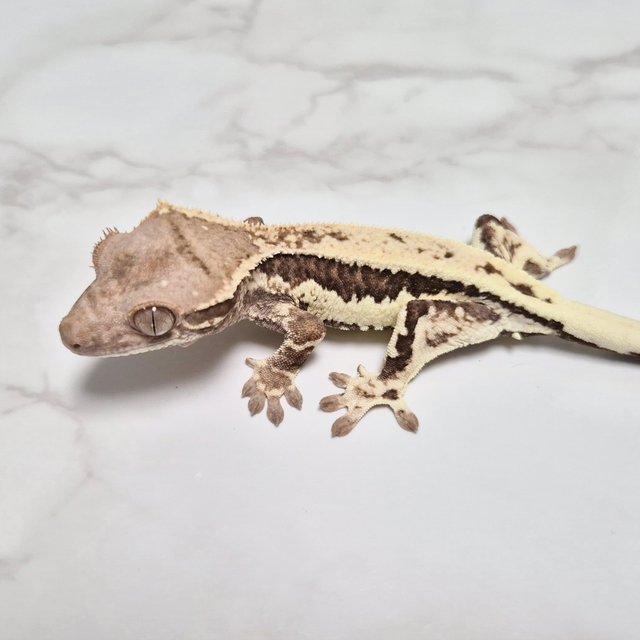 Het Axanthic Frappuccino