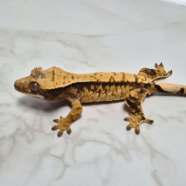 Het Axanthic
