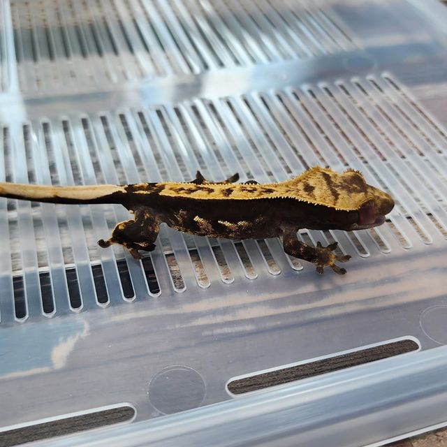 Het Axanthic Pinstripe