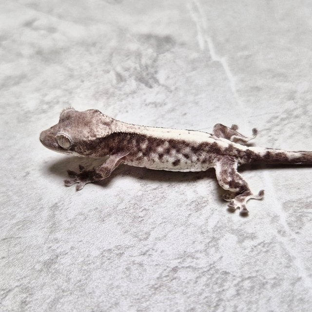 Luwak LW Het Axanthic Lilly Het Axanthic