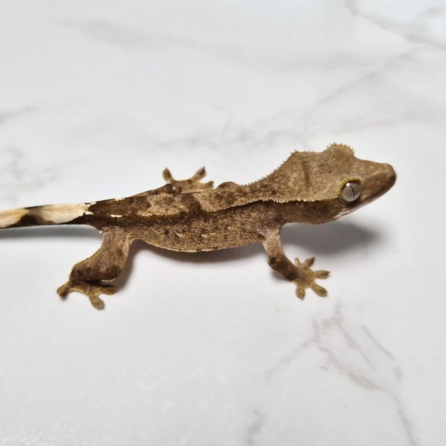 Het Axanthic