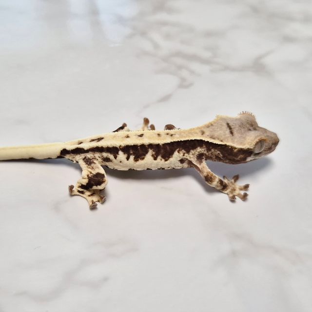 Frappuccino Het Axanthic
