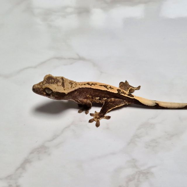 Het Axanthic