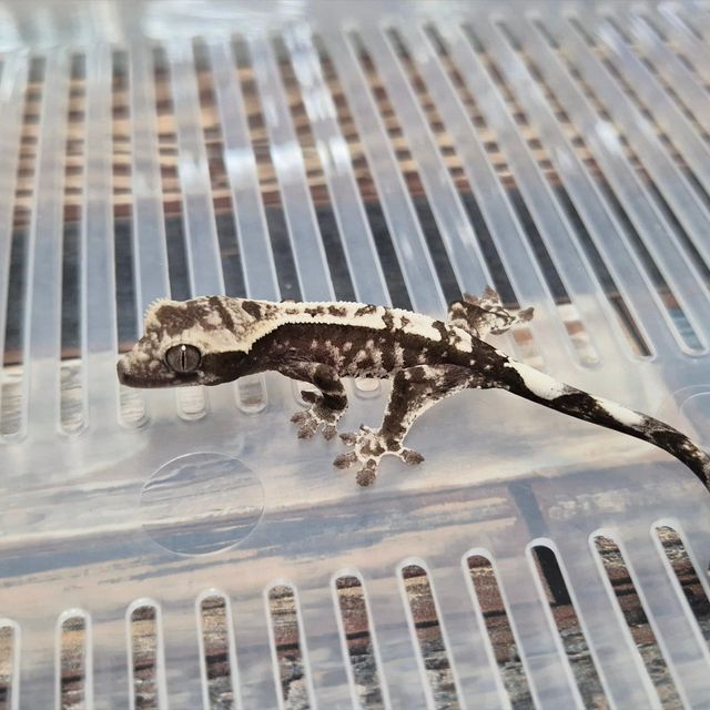 Cappuccino Axanthic