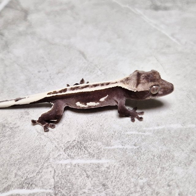 White Crown Axanthic Super Stripe