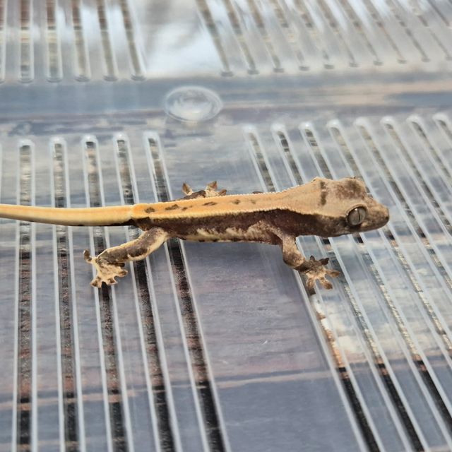 Lilly Het Axanthic
