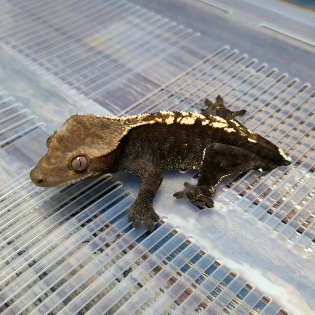 Cappuccino Het Axanthic