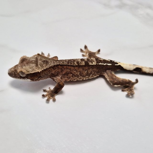 Cappuccino Het Axanthic