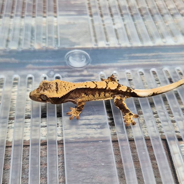 Het Axanthic