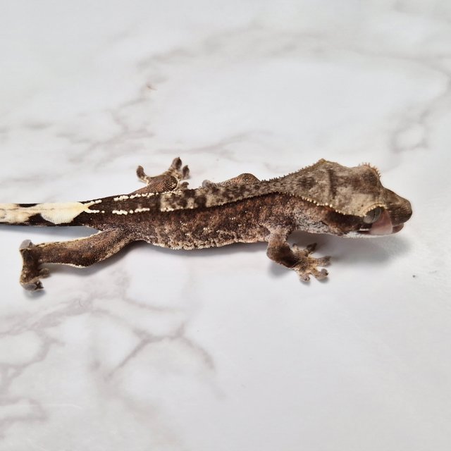 Cappuccino Het Axanthic