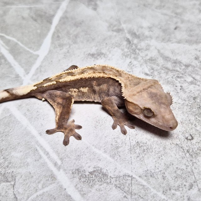 Sable Het Axanthic