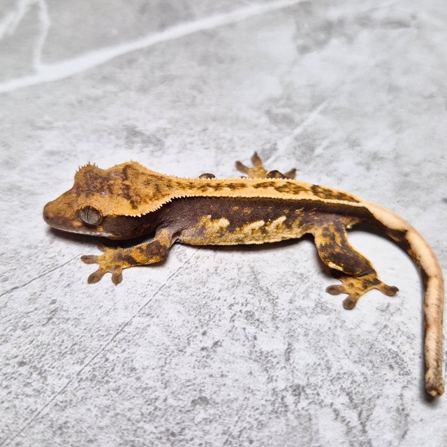 Het Axanthic