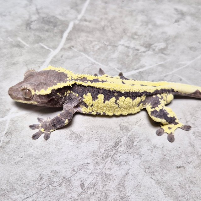 Axanthic Frappuccino Lilly Axanthic