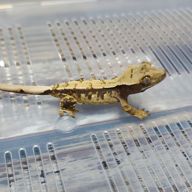 Het Axanthic