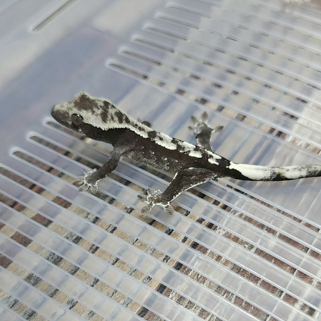 Axanthic