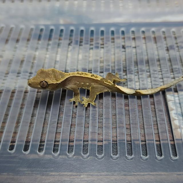 Het Axanthic