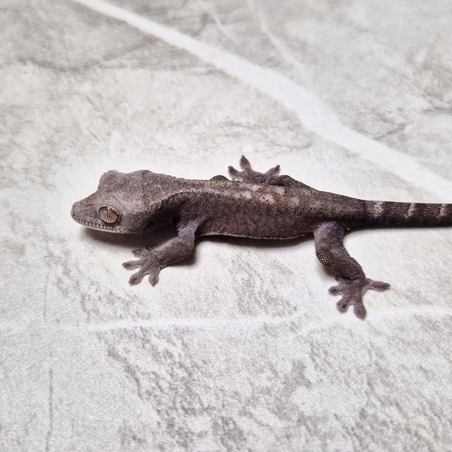 Luwak Het Axanthic