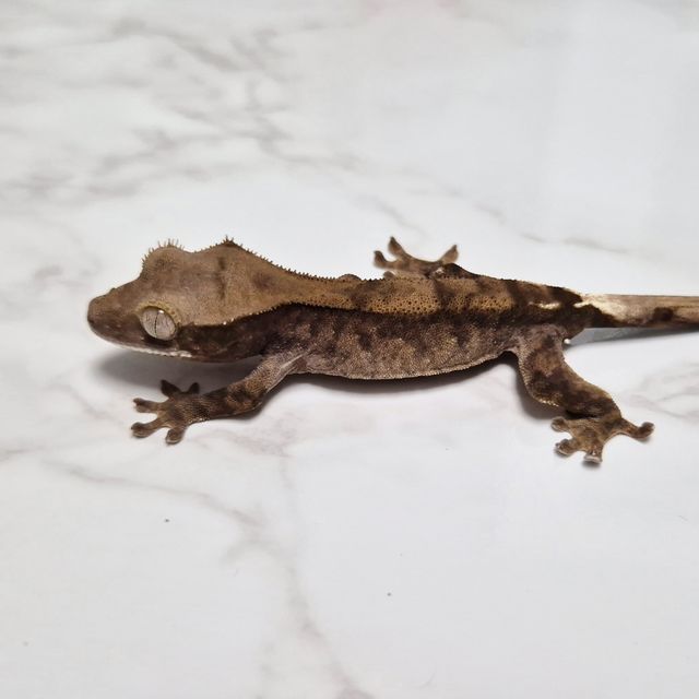 Cappuccino Het Axanthic