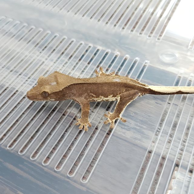Het Axanthic Frappuccino Phantom