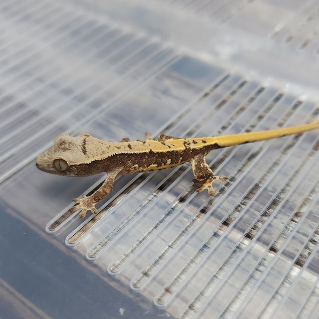 Lilly Het Axanthic