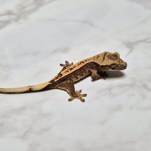 Het Axanthic