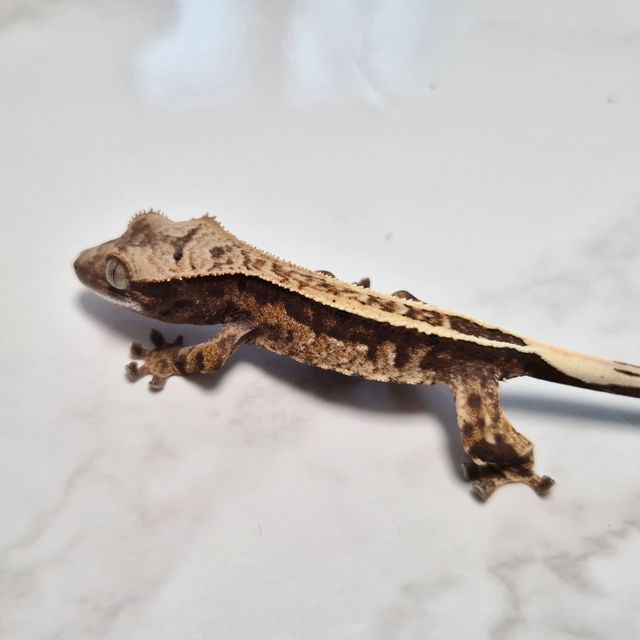 Cappuccino Het Axanthic