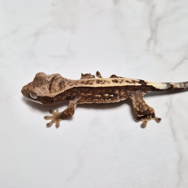 Het Axanthic Cappuccino