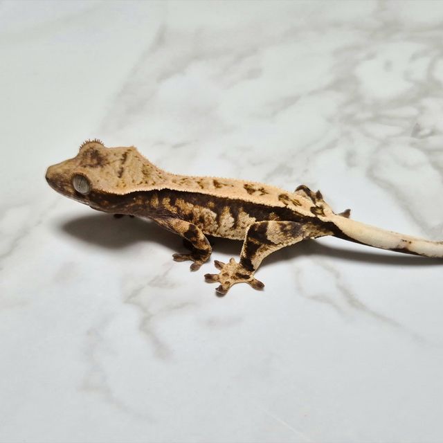 Cappuccino Het Axanthic