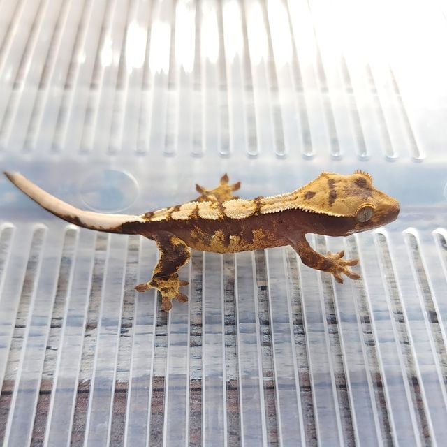 Het Axanthic