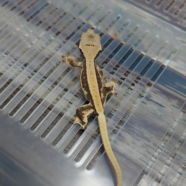 Lilly Het Axanthic