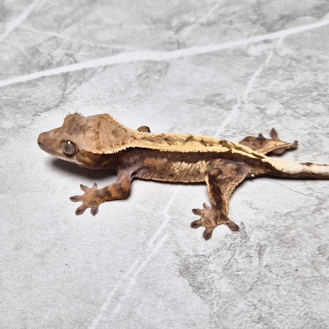 Het Axanthic Sable