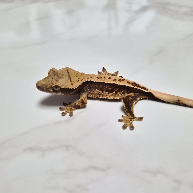 Het Axanthic