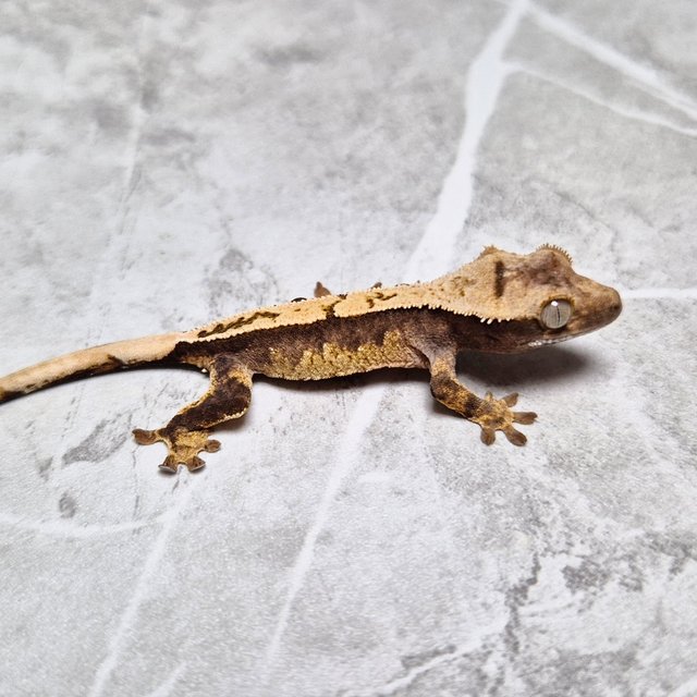 Het Axanthic