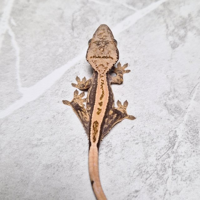 Het Axanthic Super Stripe
