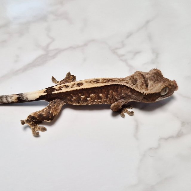 Het Axanthic Cappuccino