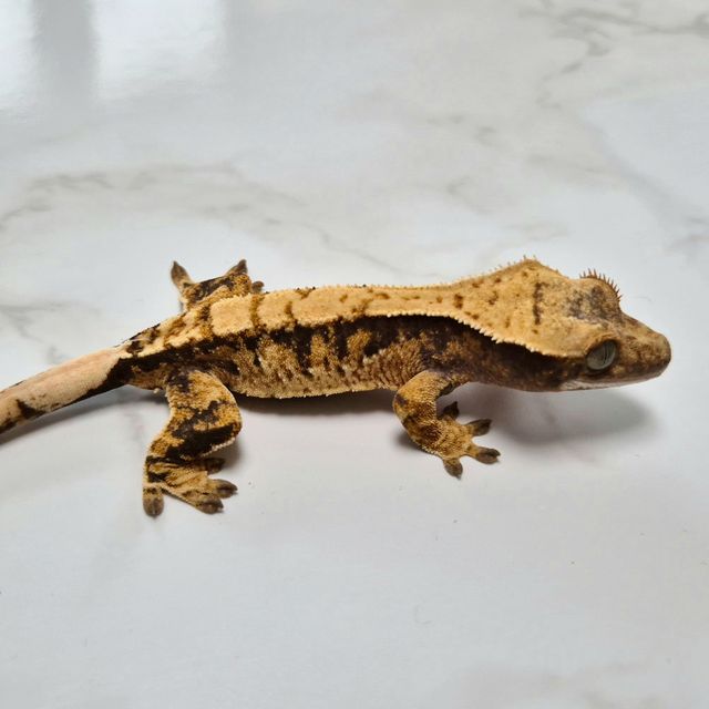 Het Axanthic