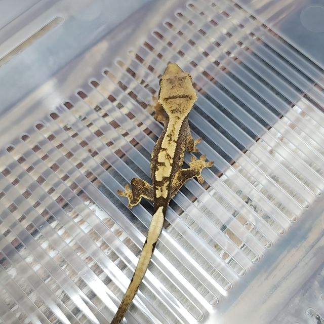 Het Axanthic