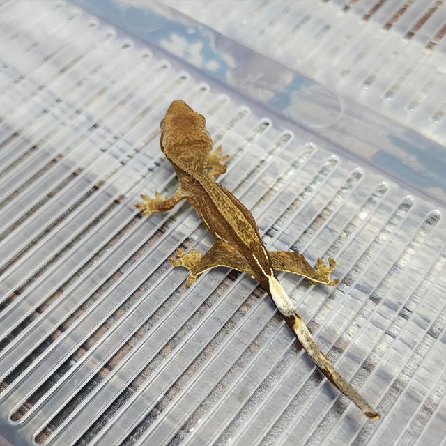 Phantom Het Axanthic