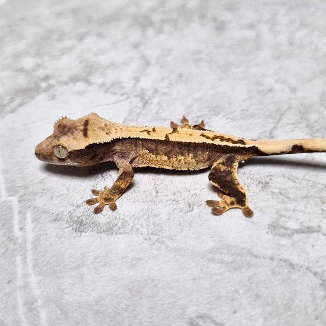 Het Axanthic