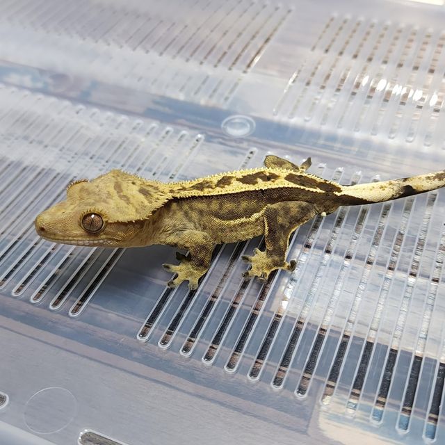 Het Axanthic Empty Back Pinstripe