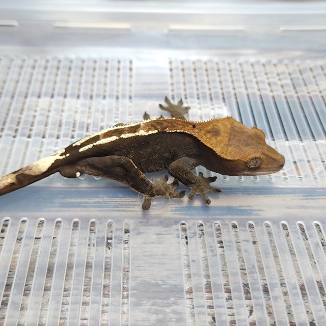 Cappuccino Het Axanthic