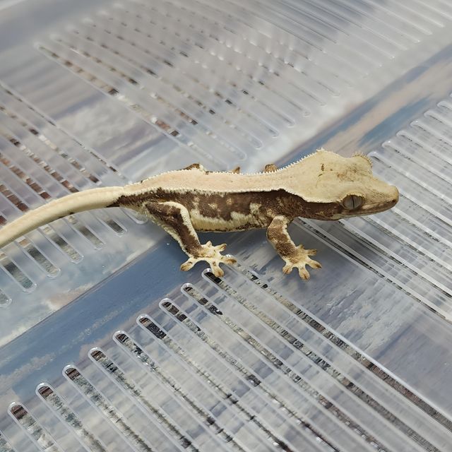 Lilly Het Axanthic