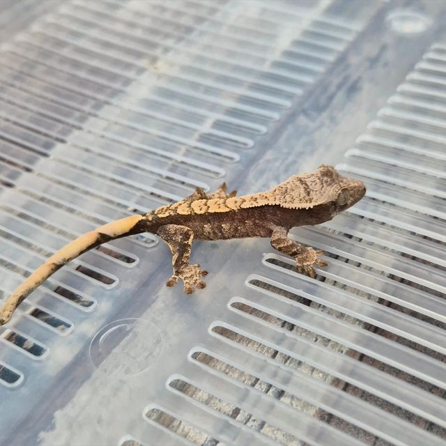 Het Axanthic